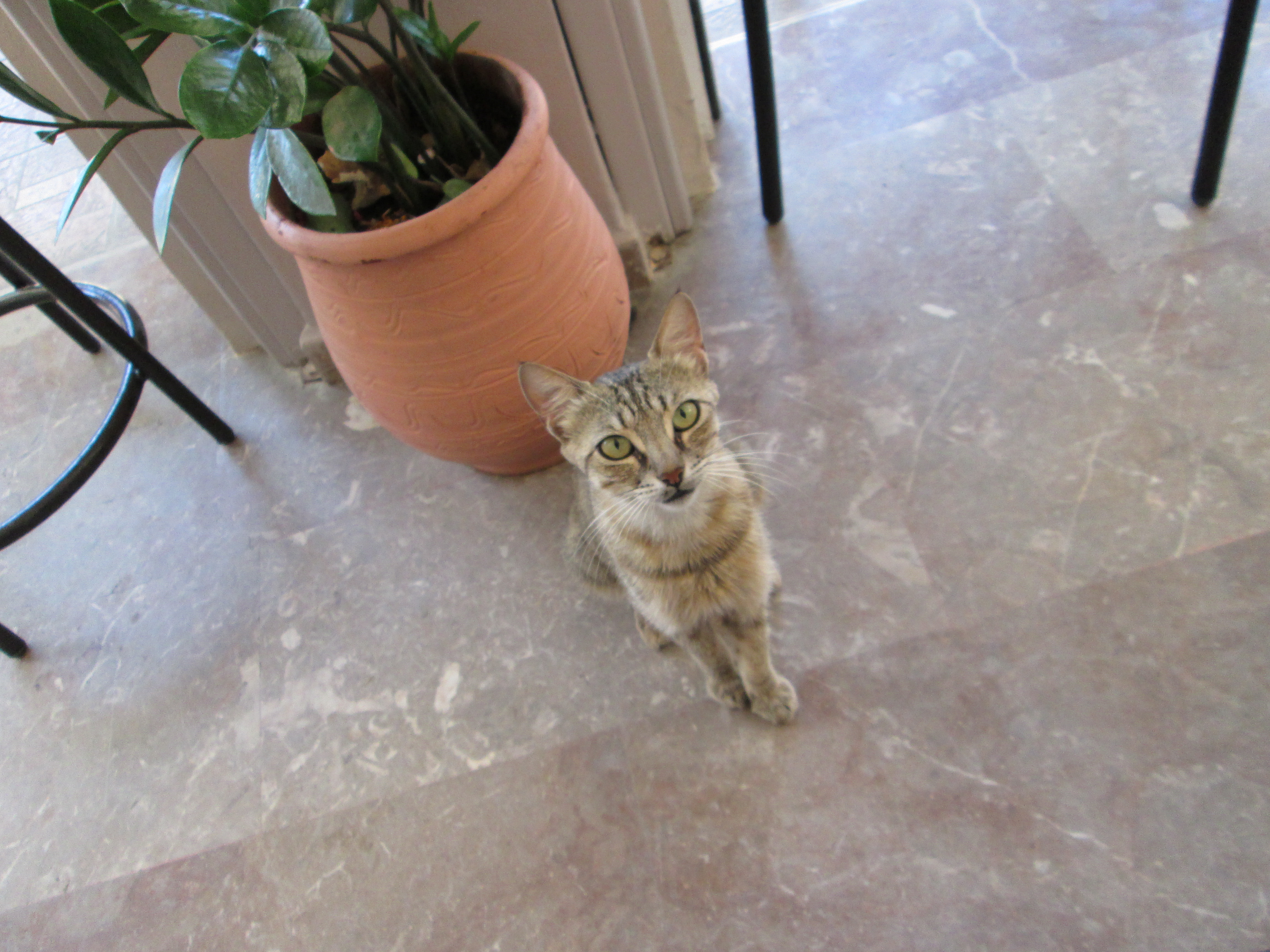 solo travel tips Corfu cat