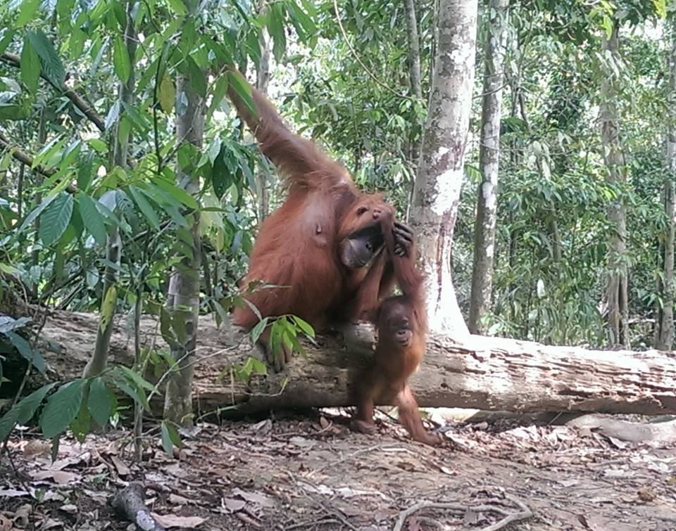 Orangutan Bukit Lawang Sumatra Indonesia solo travel