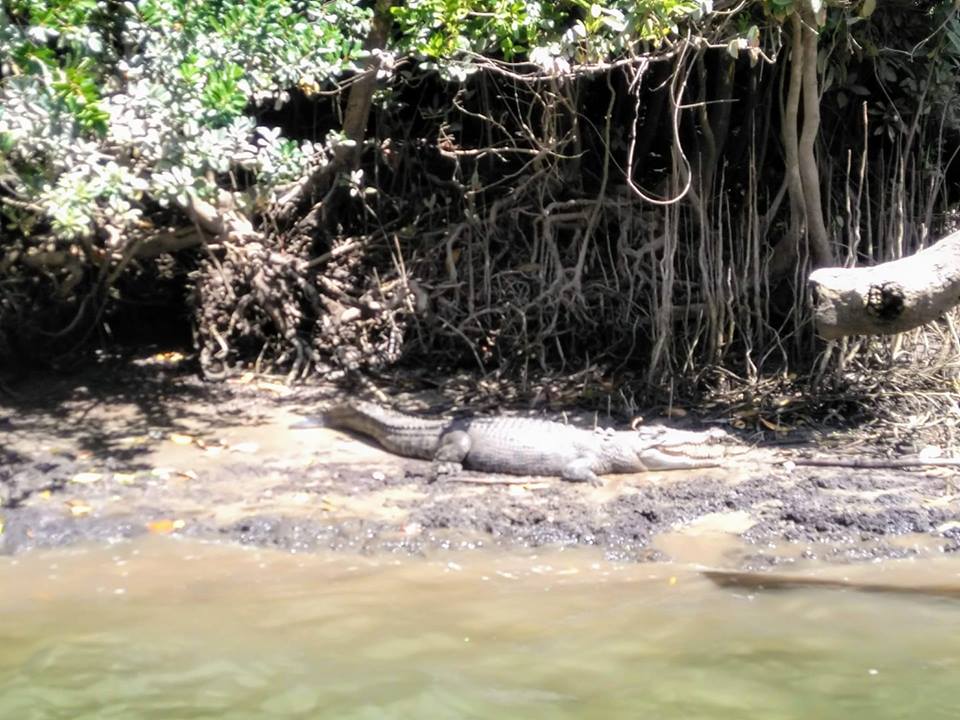 crocodile Daintree Rainforest river
