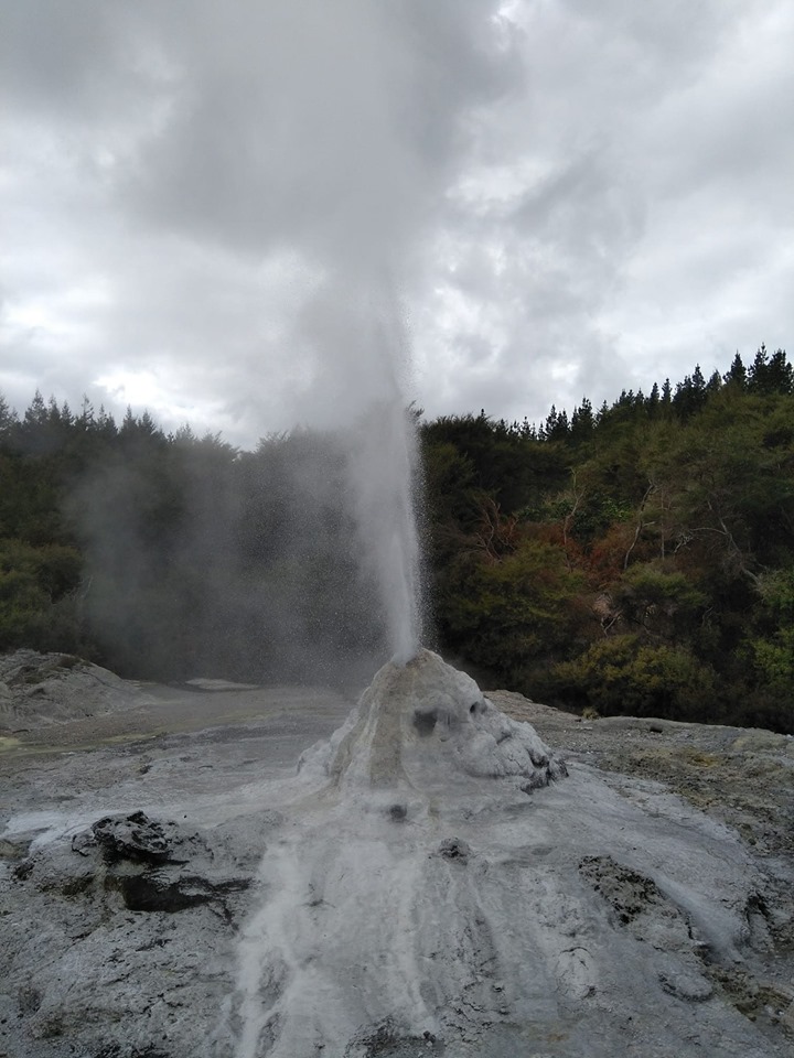 Lady Knox geyser  Wai O Tapu Thermal Wonderland Rotorua volcanoes New Zealand North Island 