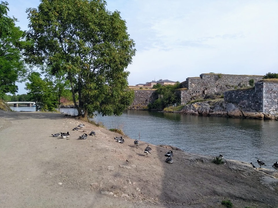 Ducks and sea with the Suomenlinna fortress in the background