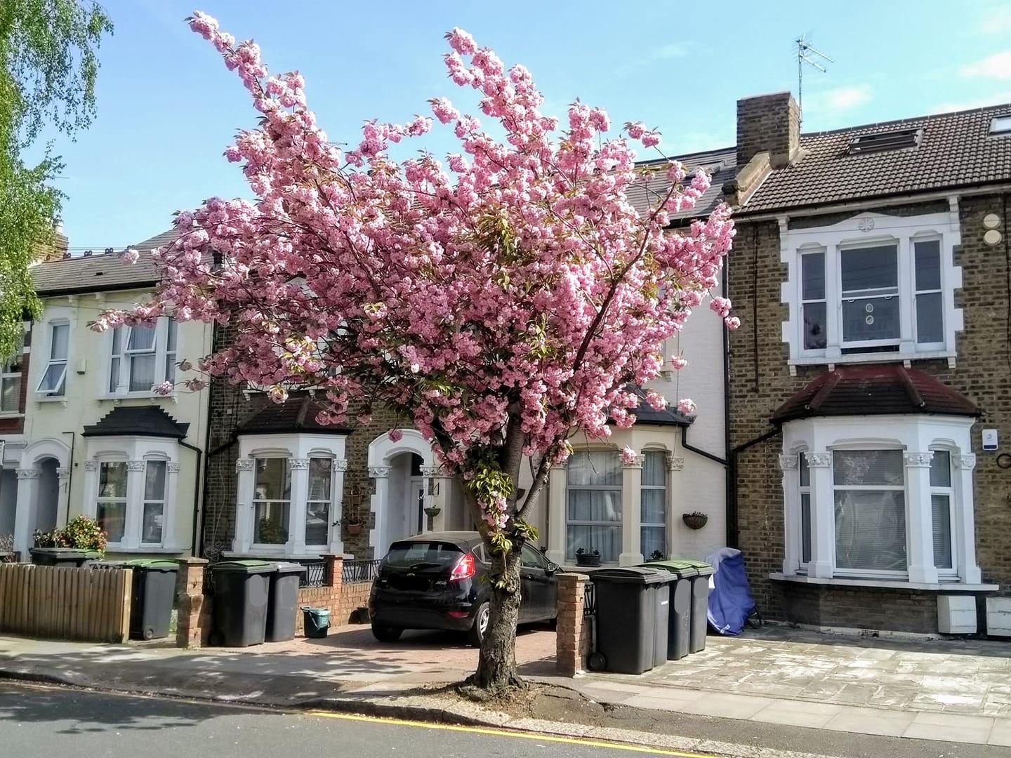 Pink tree blossom in front of some houses on a suburban street